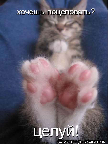 хочешь поцеловать? целуй!... Котоматрица: хочешь поцеловать? целуй!