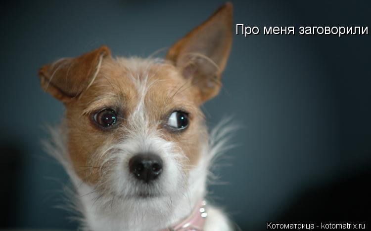 Про меня заговорили .... Котоматрица: Про меня заговорили .