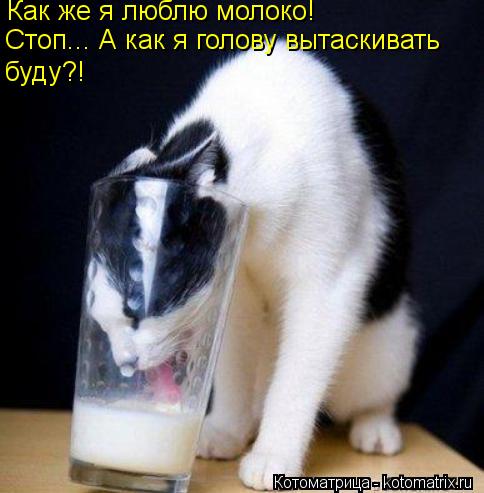 Котоматрица: Стоп... А как я голову вытаскивать Как же я люблю молоко! буду?!