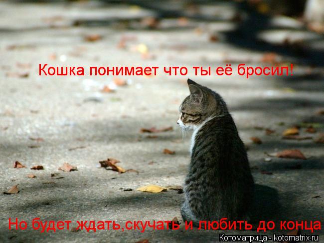 Кошка понимает что ты её бросил! Но будет ждать,скучать и любить до конца... Котоматрица: Кошка понимает что ты её бросил! Но будет ждать,скучать и любить до конца