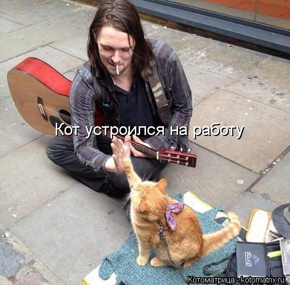 Кот устроился на работу... Котоматрица: Кот устроился на работу
