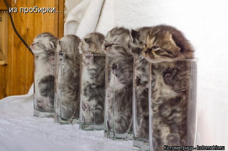 ...из пробирки...... Котоматрица: ...из пробирки...