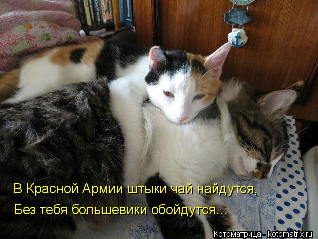 В Красной Армии штыки чай найдутся, Без тебя большевики обойдутся...... Котоматрица: В Красной Армии штыки чай найдутся, Без тебя большевики обойдутся...