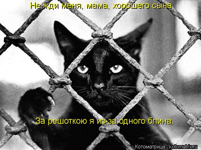 Не жди меня, мама, хорошего сына За решоткою я из-за одного блина.... Котоматрица: Не жди меня, мама, хорошего сына За решоткою я из-за одного блина.