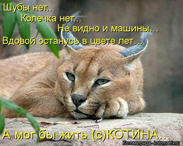 Шубы нет... Колечка нет... Не видно и машины… Вдовой останусь в цвете лет… А мог бы жить (с)КОТИНА…... Котоматрица: Шубы нет... Колечка нет... Не видно и машины… Вдовой останусь в цвете лет… А мог бы жить (с)КОТИНА…