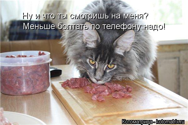 Ну и что ты смотришь на меня? Меньше болтать по телефону надо!... Котоматрица: Ну и что ты смотришь на меня? Меньше болтать по телефону надо!