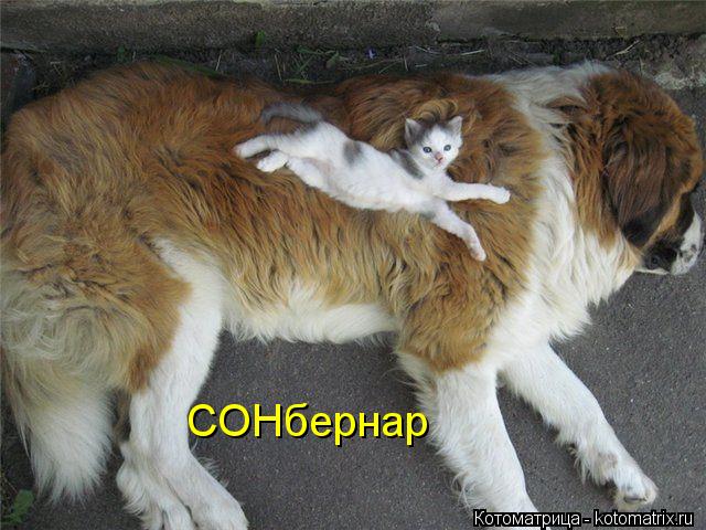 СОНбернар... Котоматрица: СОНбернар