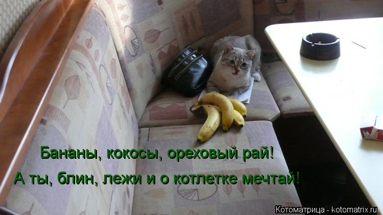 Бананы, кокосы, ореховый рай! А ты, блин, лежи и о котлетке мечтай!... Котоматрица: Бананы, кокосы, ореховый рай! А ты, блин, лежи и о котлетке мечтай!