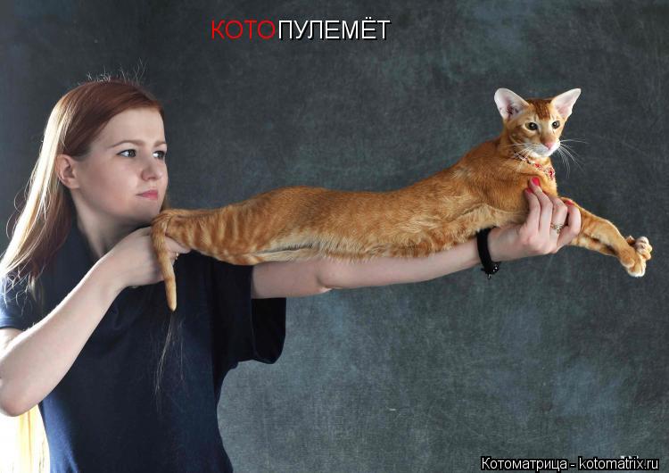 КОТО ПУЛЕМЁТ... Котоматрица: КОТО ПУЛЕМЁТ