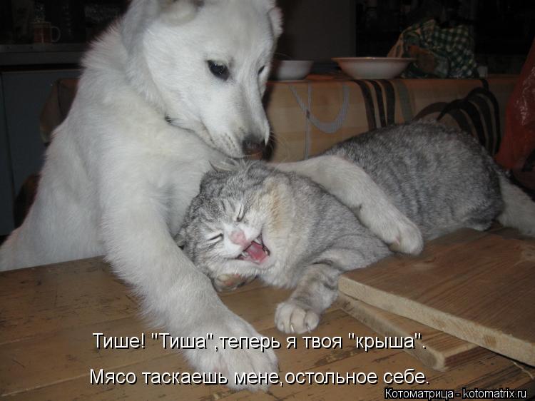 Тише! "Тиша",теперь я твоя "крыша". Мясо таскаешь мене,остольное себе.... Котоматрица: Тише! "Тиша",теперь я твоя "крыша". Мясо таскаешь мене,остольное себе.