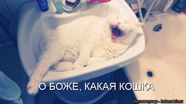 О БОЖЕ, КАКАЯ КОШКА... Котоматрица: О БОЖЕ, КАКАЯ КОШКА