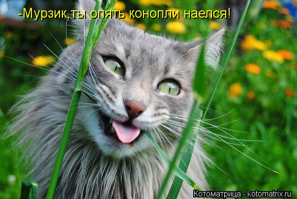 -Мурзик,ты опять конопли наелся!... Котоматрица: -Мурзик,ты опять конопли наелся!