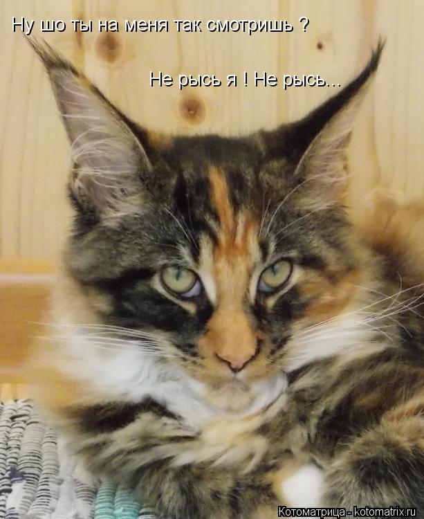 Ну шо ты на меня так смотришь ? Не рысь я ! Не рысь...... Котоматрица: Ну шо ты на меня так смотришь ? Не рысь я ! Не рысь...