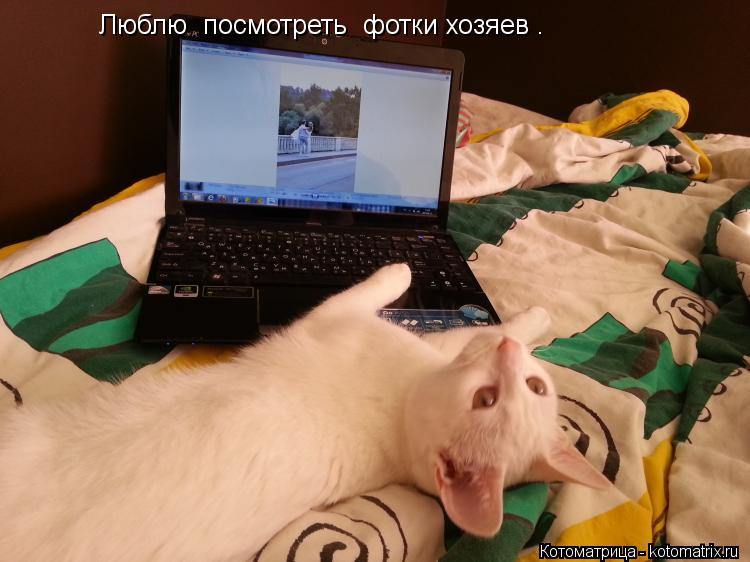 Люблю посмотреть фотки хозяев .... Котоматрица: Люблю посмотреть фотки хозяев .