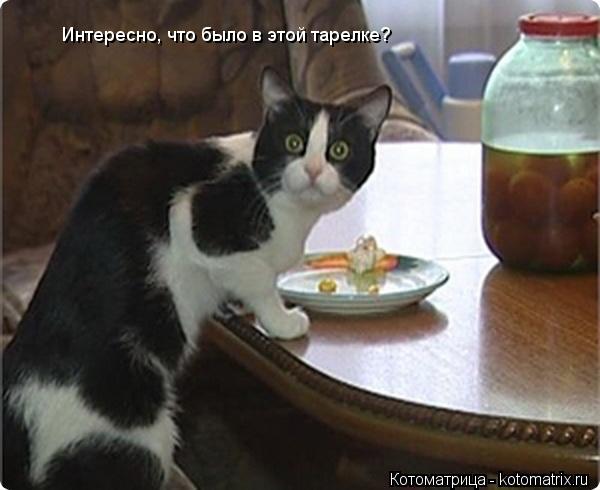 Интересно, что было в этой тарелке?... Котоматрица: Интересно, что было в этой тарелке?