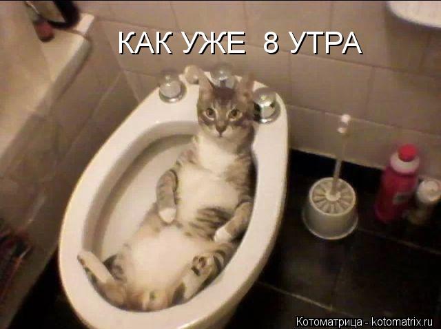 КАК УЖЕ 8 УТРА... Котоматрица: КАК УЖЕ 8 УТРА