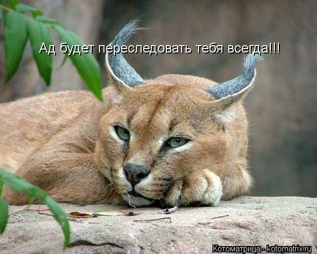 Ад будет переследовать тебя всегда!!!... Котоматрица: Ад будет переследовать тебя всегда!!!