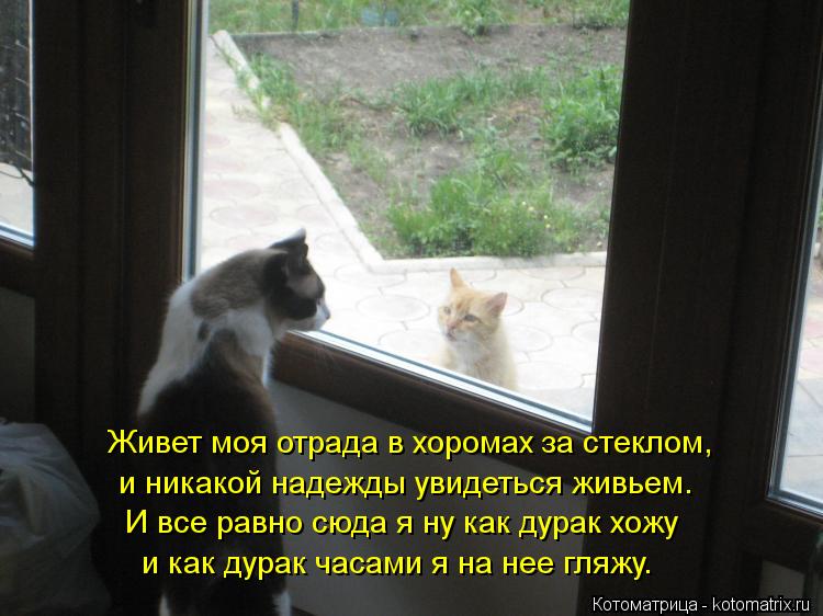 Котоматрица: Живет моя отрада в хоромах за стеклом, и никакой надежды увидеться живьем. И все равно сюда я ну как дурак хожу и как дурак часами я на нее гл
