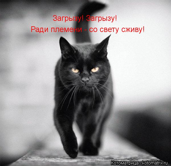 Загрызу! Загрызу! Ради племени - со свету сживу!... Котоматрица: Загрызу! Загрызу! Ради племени - со свету сживу!