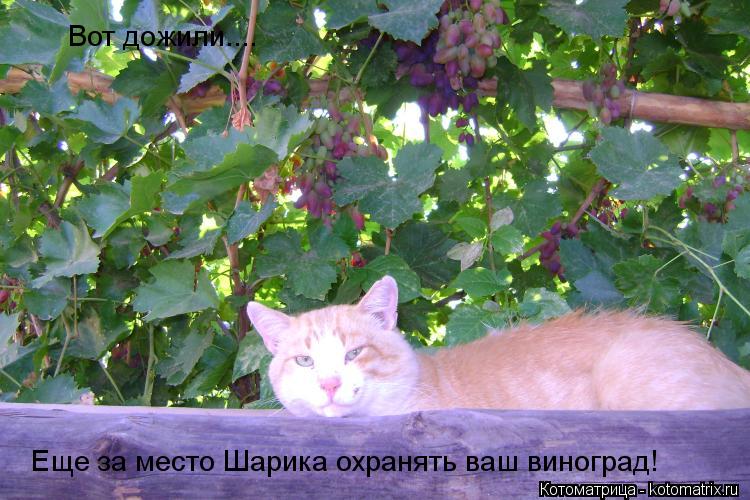 Вот дожили.... Еще за место Шарика охранять ваш виноград!... Котоматрица: Вот дожили.... Еще за место Шарика охранять ваш виноград!