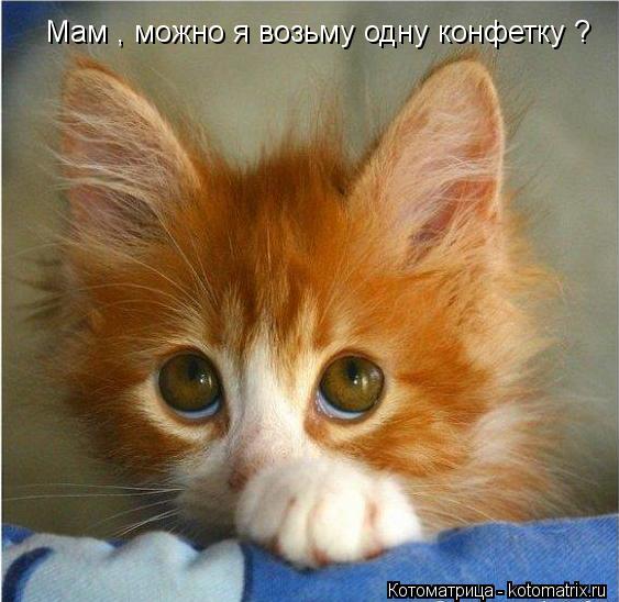 Мам , можно я возьму одну конфетку ?... Котоматрица: Мам , можно я возьму одну конфетку ?