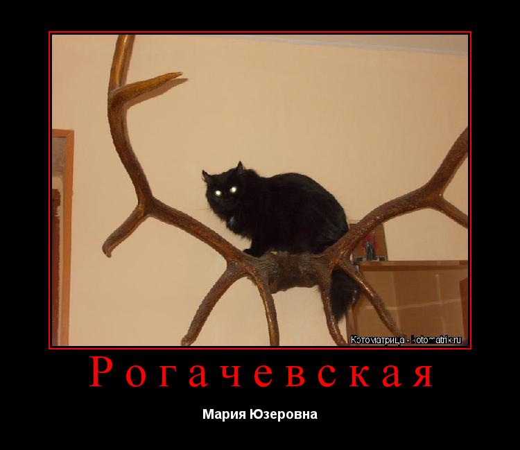 Рогачевская Мария Юзеровна... Котоматрица: Рогачевская Мария Юзеровна