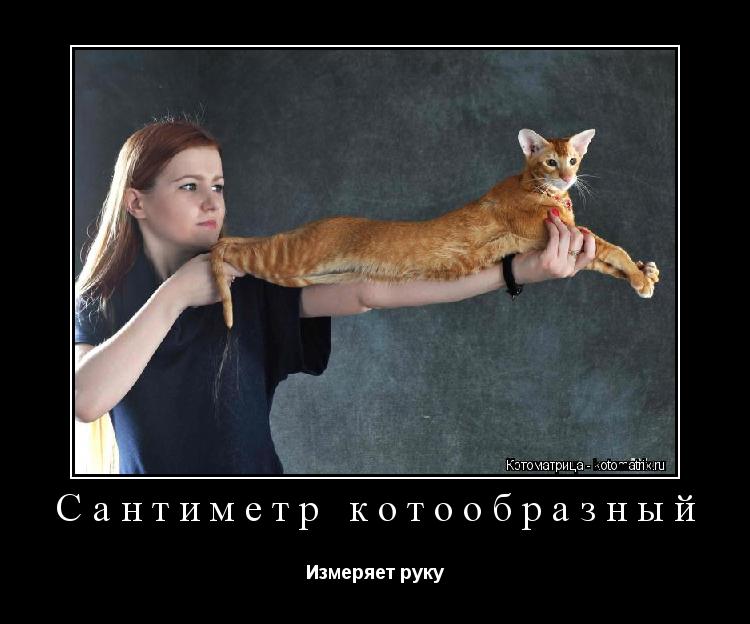 Сантиметр котообразный Измеряет руку... Котоматрица: Сантиметр котообразный Измеряет руку
