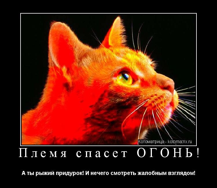 Племя спасет ОГОНЬ! А ты рыжий придурок! И нечего смотреть жалобным взглядом!... Котоматрица: Племя спасет ОГОНЬ! А ты рыжий придурок! И нечего смотреть жалобным взглядом!