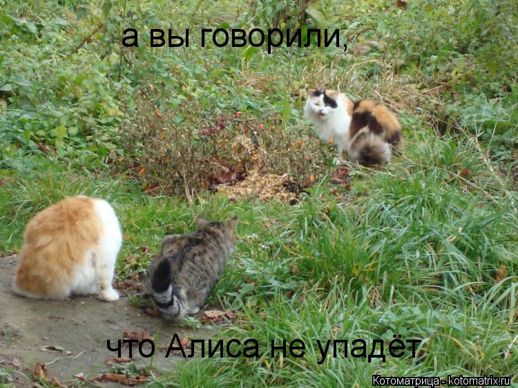 а вы говорили, что Алиса не упадёт... Котоматрица: а вы говорили, что Алиса не упадёт