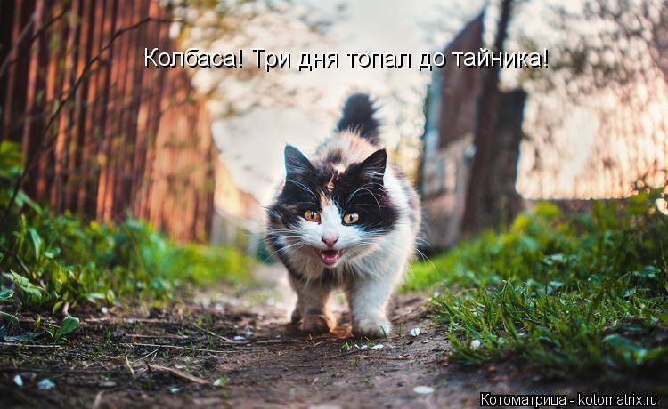 Колбаса! Три дня топал до тайника!... Котоматрица: Колбаса! Три дня топал до тайника!