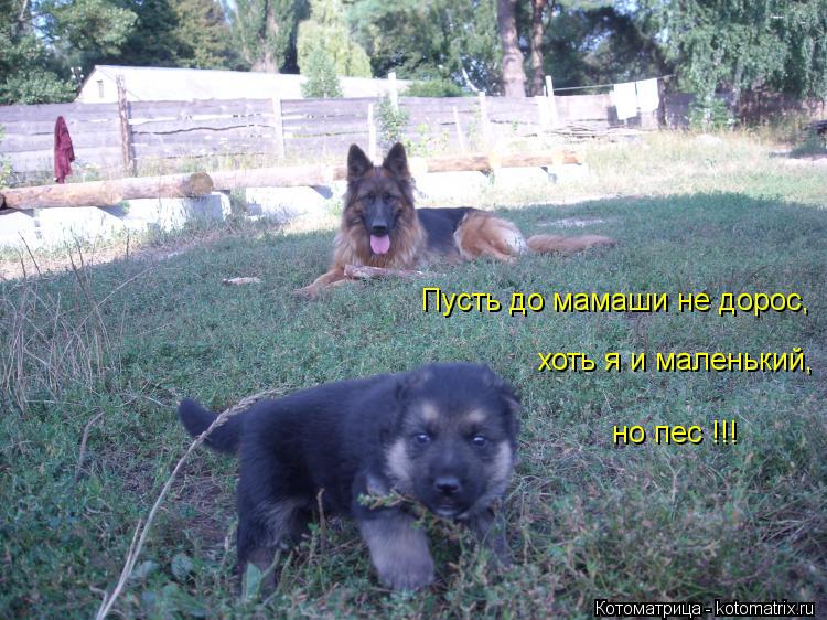 Котоматрица: Пусть до мамаши не дорос, хоть я и маленький, но пес !!!