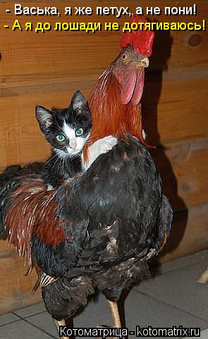 - Васька, я же петух, а не пони! - А я до лошади не дотягиваюсь!... Котоматрица: - Васька, я же петух, а не пони! - А я до лошади не дотягиваюсь!