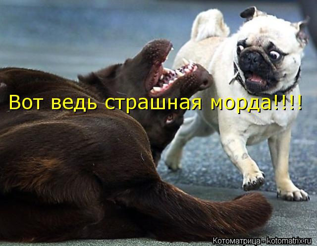 Вот ведь страшная морда!!!!... Котоматрица: Вот ведь страшная морда!!!!