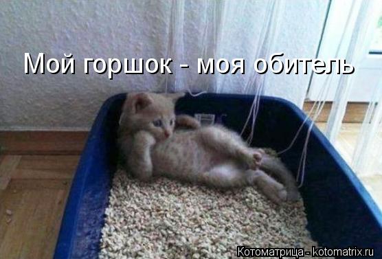 Мой горшок - моя обитель... Котоматрица: Мой горшок - моя обитель