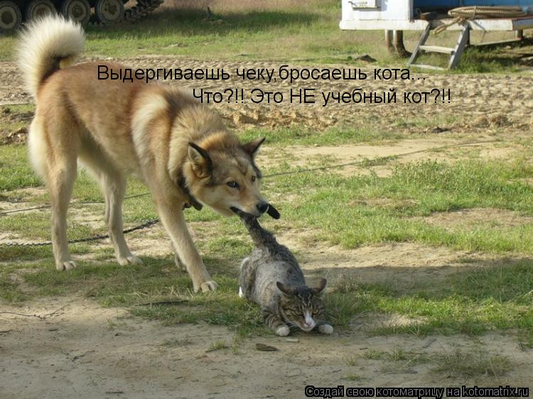 Выдергиваешь чеку,бросаешь кота... Что?!! Это НЕ учебный кот?!!... Котоматрица: Выдергиваешь чеку,бросаешь кота... Что?!! Это НЕ учебный кот?!!