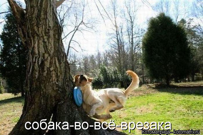 собака-во-всё-врезака... Котоматрица: собака-во-всё-врезака