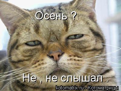 Осень ? Не , не слышал .... Котоматрица: Осень ? Не , не слышал .