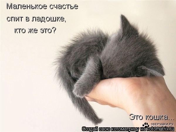 Маленькое счастье спит в ладошке, кто же это? Это кошка...... Котоматрица: Маленькое счастье спит в ладошке, кто же это? Это кошка...