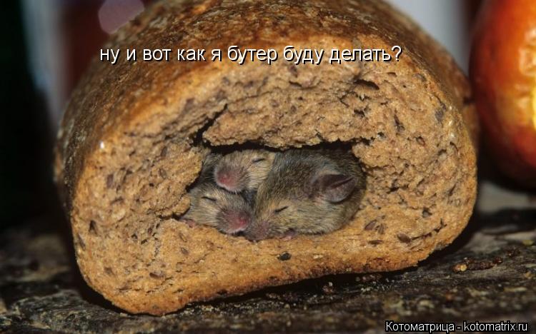 ну и вот как я бутер буду делать?... Котоматрица: ну и вот как я бутер буду делать?