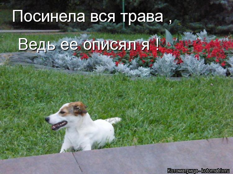 Посинела вся трава , Ведь ее описял я !... Котоматрица: Посинела вся трава , Ведь ее описял я !