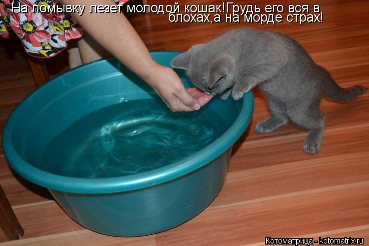 Котоматрица: На помывку лезет молодой кошак!Грудь его вся в  блохах,а на морде страх!