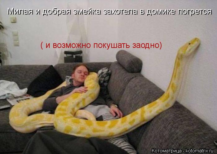 Котоматрица: Милая и добрая змейка захотела в домике погрется  ( и возможно покушать заодно)