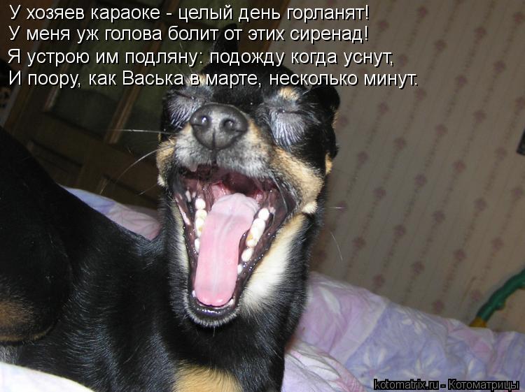 У хозяев караоке - целый день горланят! У меня уж голова болит от этих сиренад! Я устрою им подляну: ... Котоматрица: У хозяев караоке - целый день горланят! У меня уж голова болит от этих сиренад! Я устрою им подляну: подожду когда уснут, И поору, как Васька в