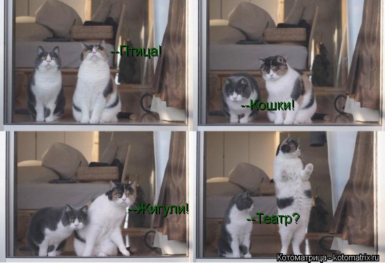 --Птица! --Кошки! --Жигули! --Театр?... Котоматрица: --Птица! --Кошки! --Жигули! --Театр?