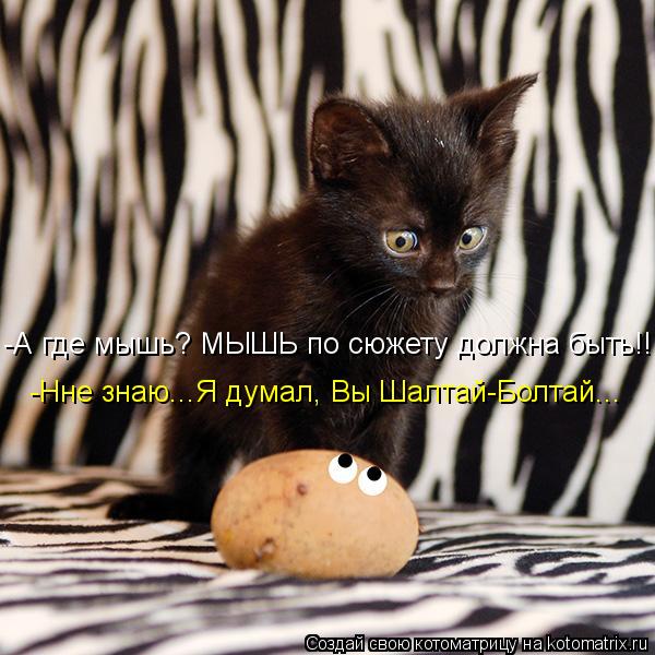 Котоматрица: -А где мышь? МЫШЬ по сюжету должна быть!! -Нне знаю...Я думал, Вы Шалтай-Болтай...
