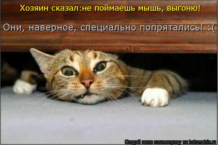 Хозяин сказал:не поймаешь мышь, выгоню! Они, наверное, специально попрятались! :(... Котоматрица: Хозяин сказал:не поймаешь мышь, выгоню! Они, наверное, специально попрятались! :(