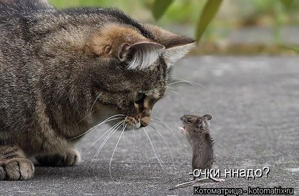 -очки ннадо?... Котоматрица: -очки ннадо?