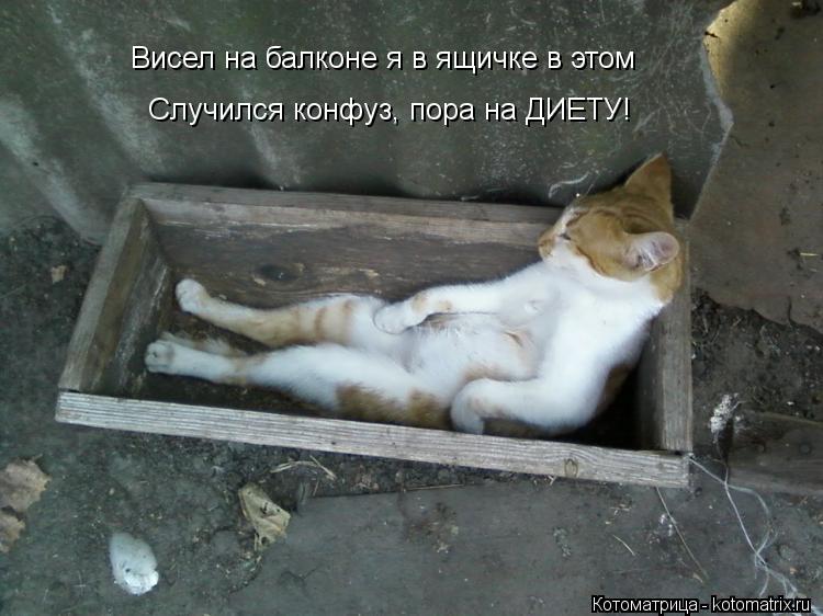 Висел на балконе я в ящичке в этом Случился конфуз, пора на ДИЕТУ!... Котоматрица: Висел на балконе я в ящичке в этом Случился конфуз, пора на ДИЕТУ!