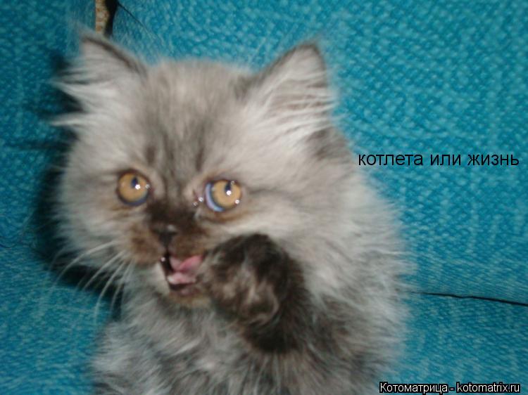 котлета или жизнь... Котоматрица: котлета или жизнь
