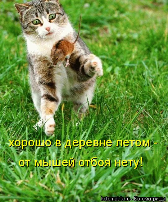 хорошо в деревне летом - от мышей отбоя нету!... Котоматрица: хорошо в деревне летом - от мышей отбоя нету!